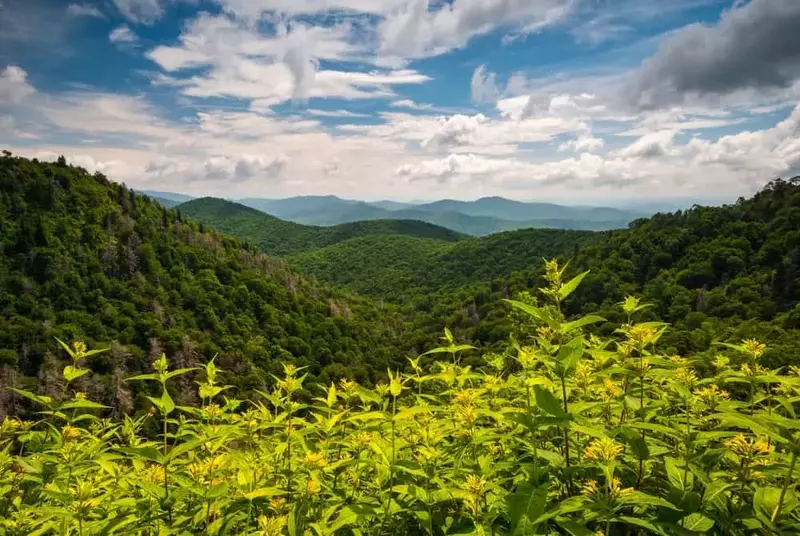 flowers in the smoky mountains